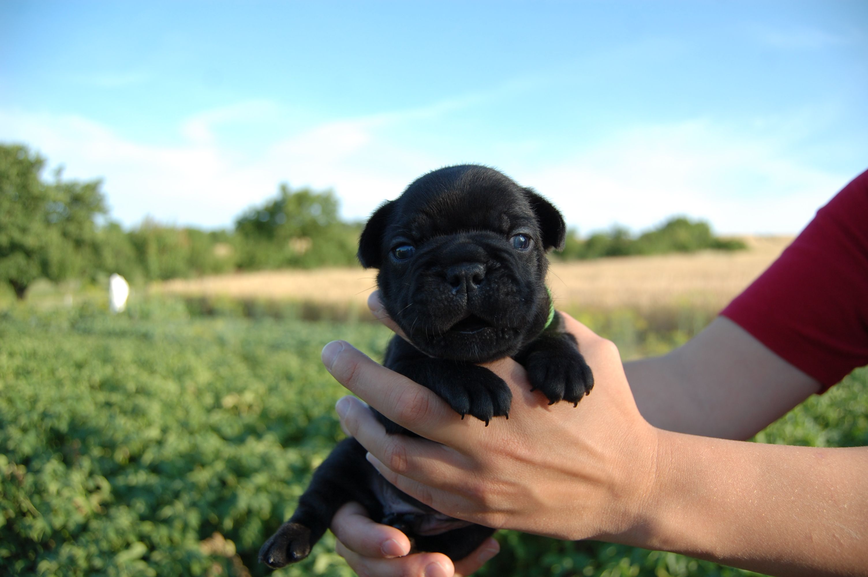 <svg class='green'></svg> <b>Mr.Sirius Black</b> <svg class='green'></svg>